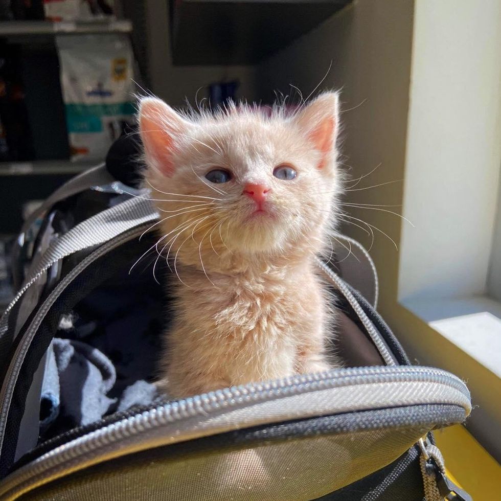 kitten sunbathing carrier
