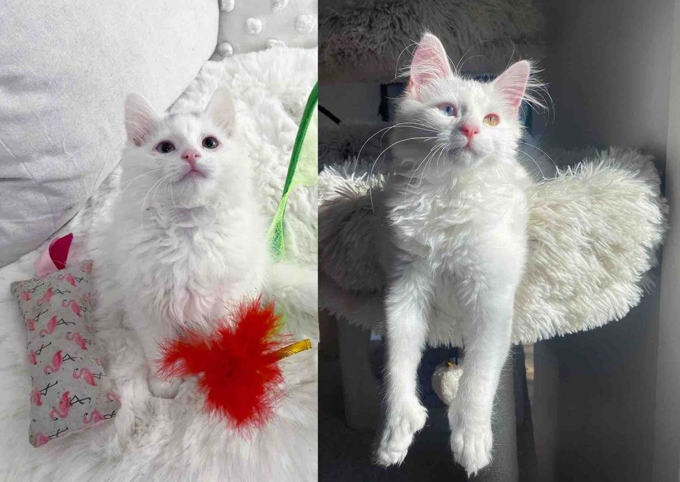 kitten sunbathing happy