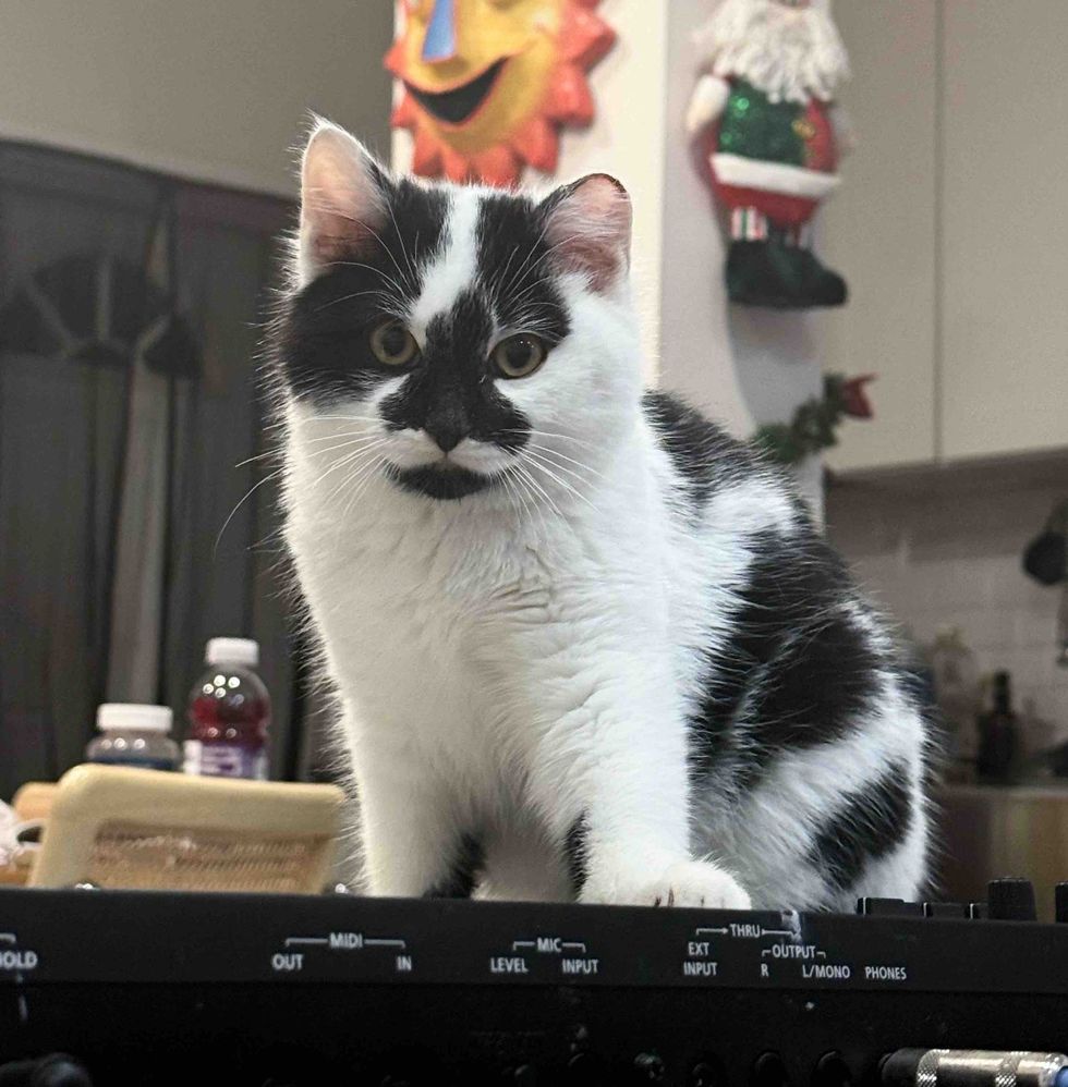 kitten supervisor indoors