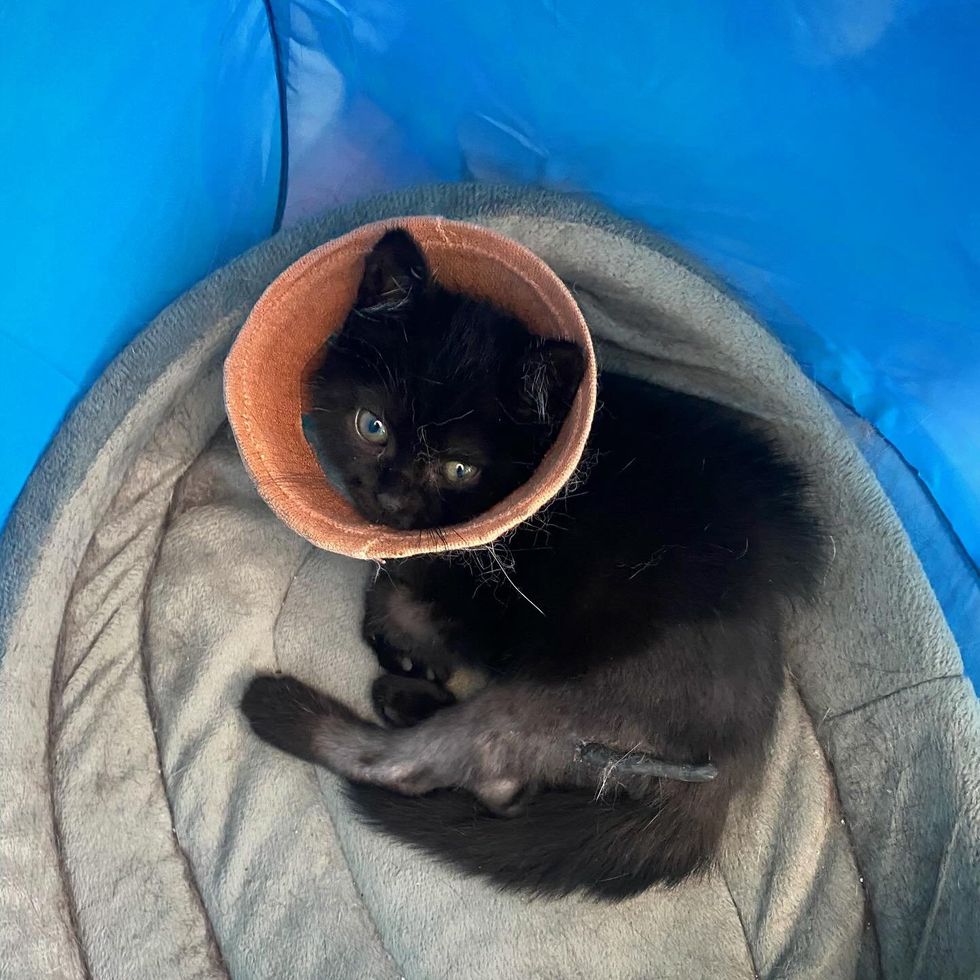 kitten surgery brave