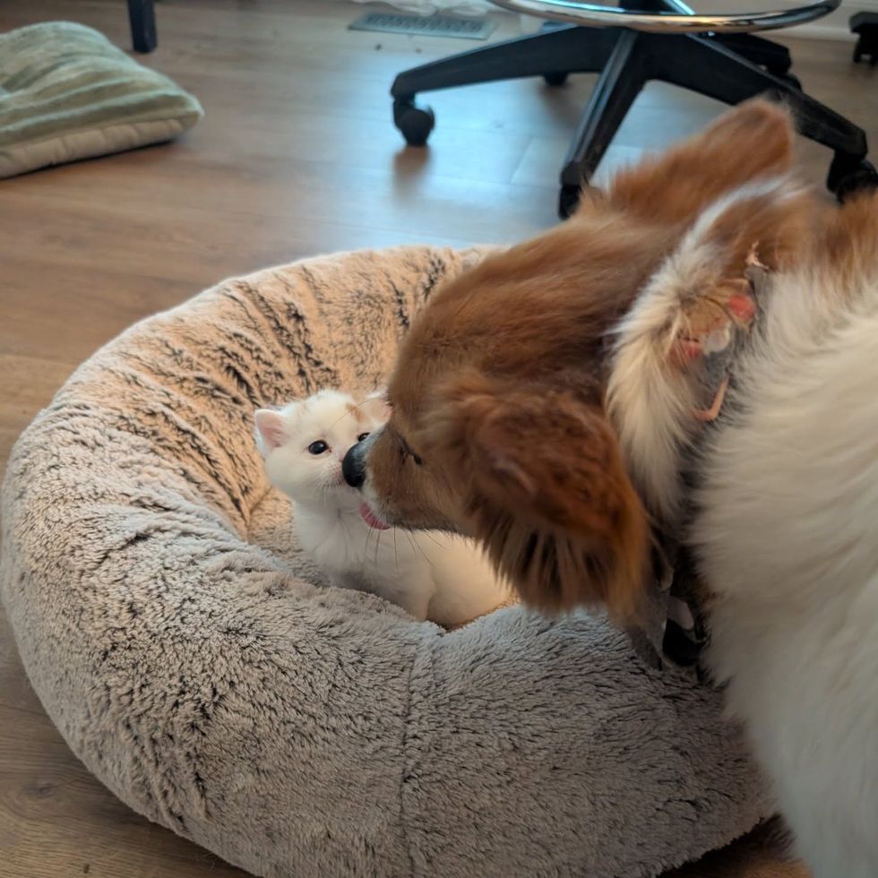 kitten sweet dog