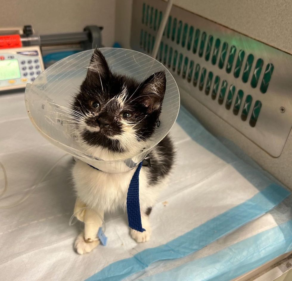 kitten sweet fighter