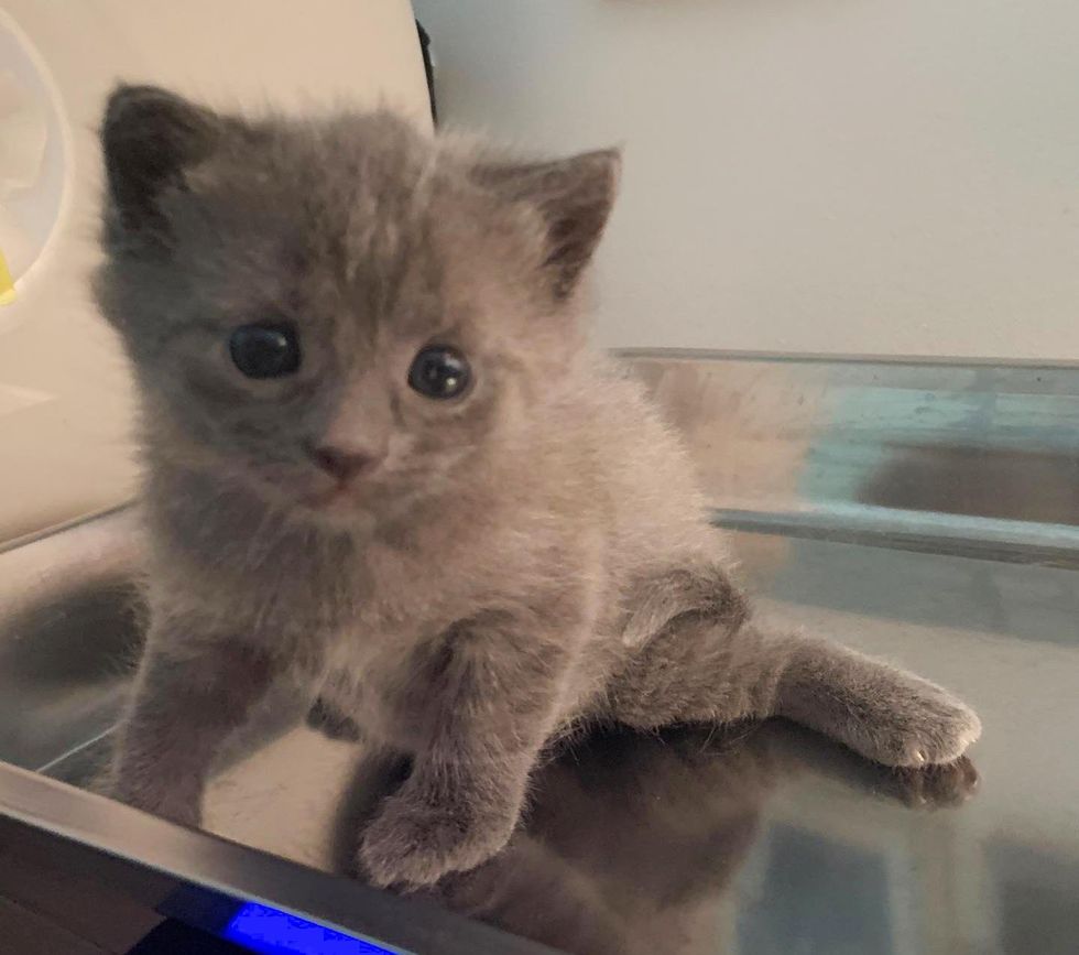 kitten swimmer syndrome