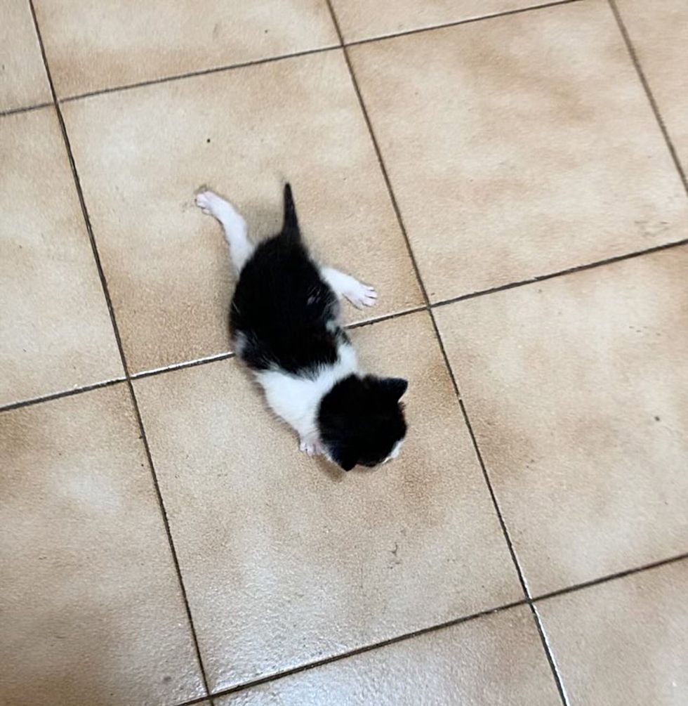 kitten swimmers legs