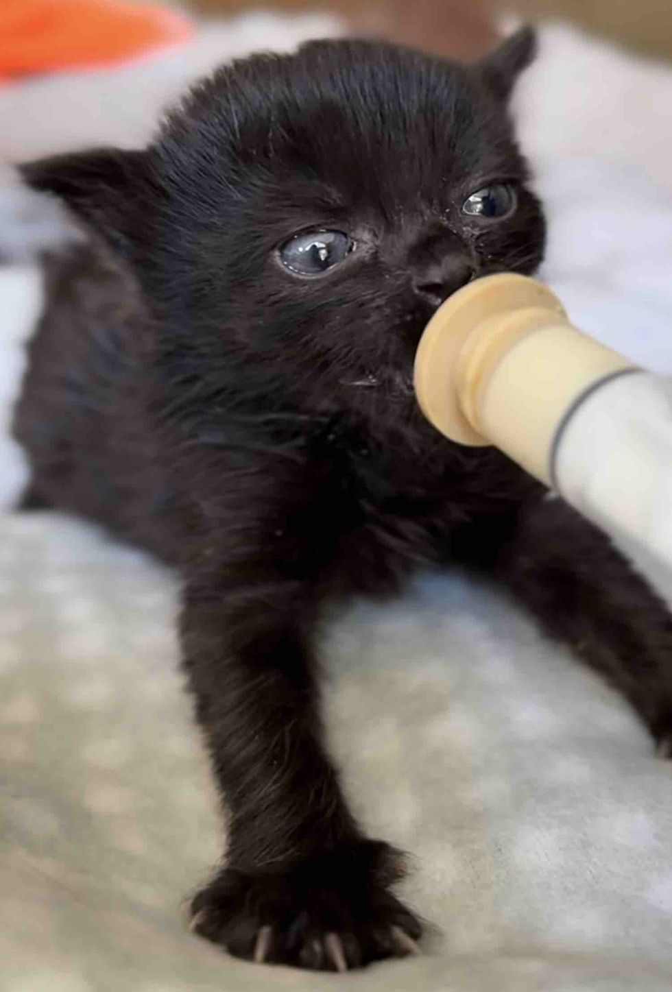 kitten syringe feeding