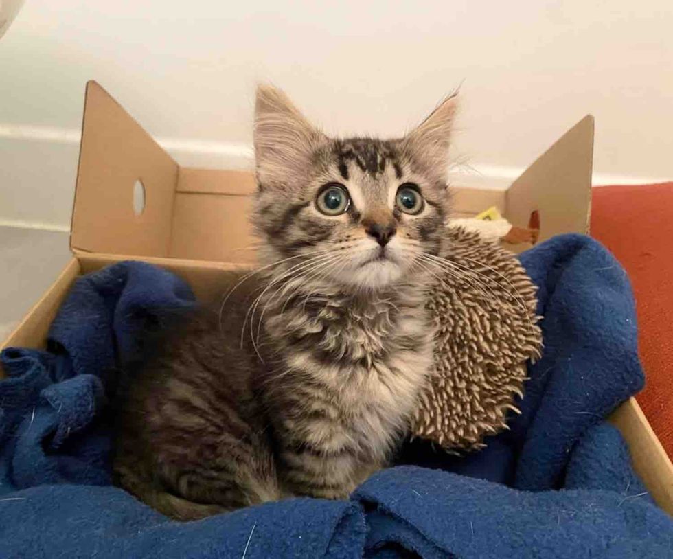 kitten tabby box
