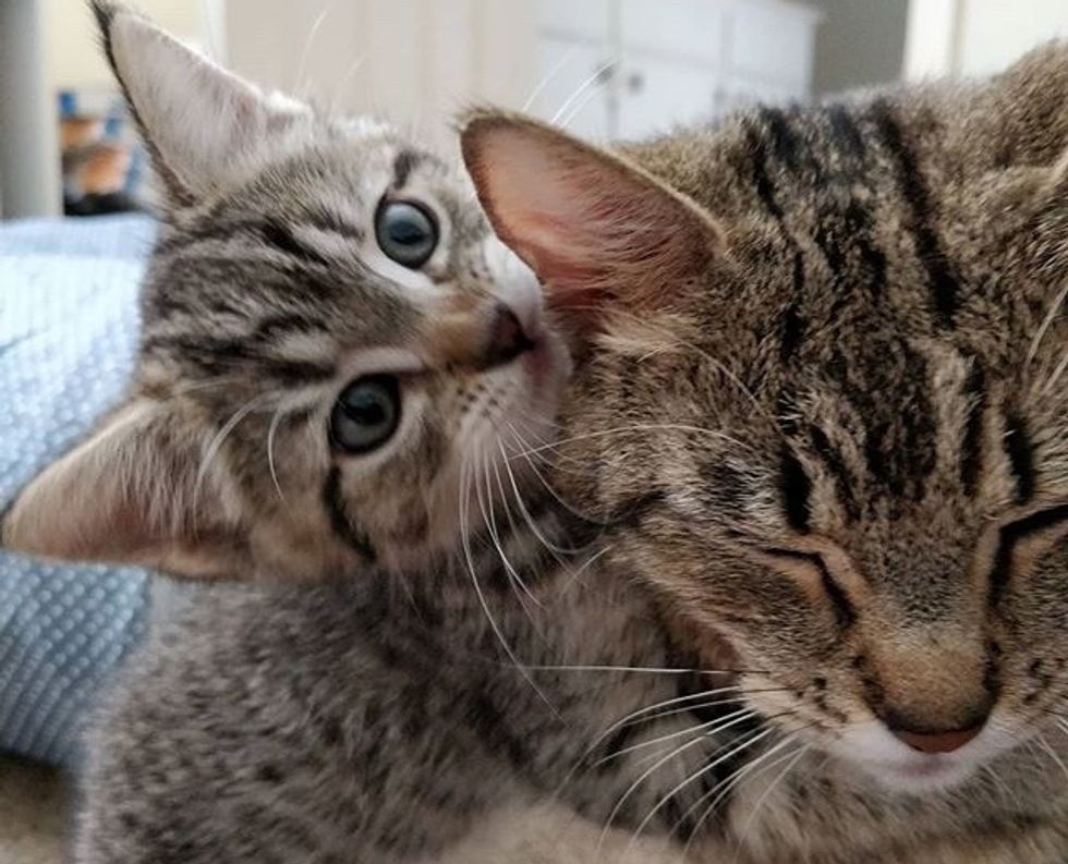 kitten, tabby, cat, hug