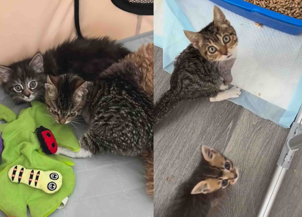 kitten tabby friends