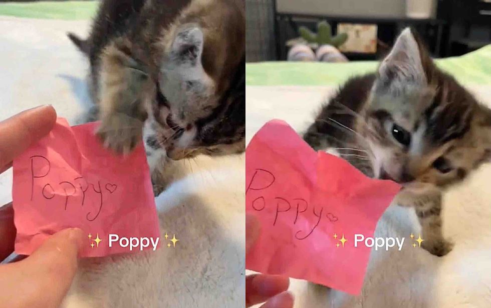 kitten tabby name pick