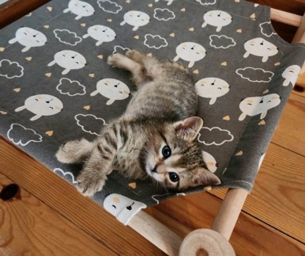 kitten tabby peach bed