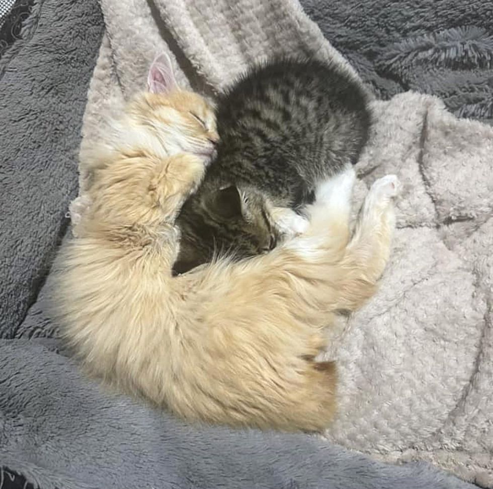 kitten tabby snuggly friends