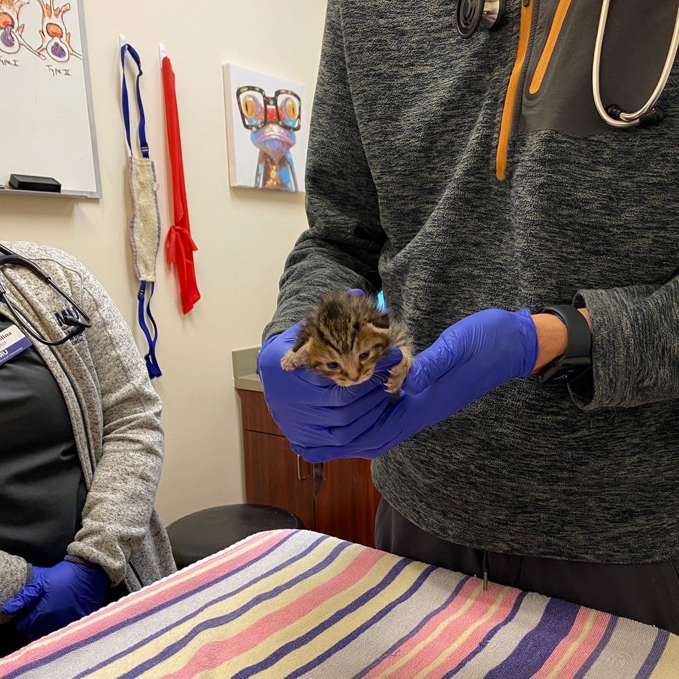 kitten tabby vet