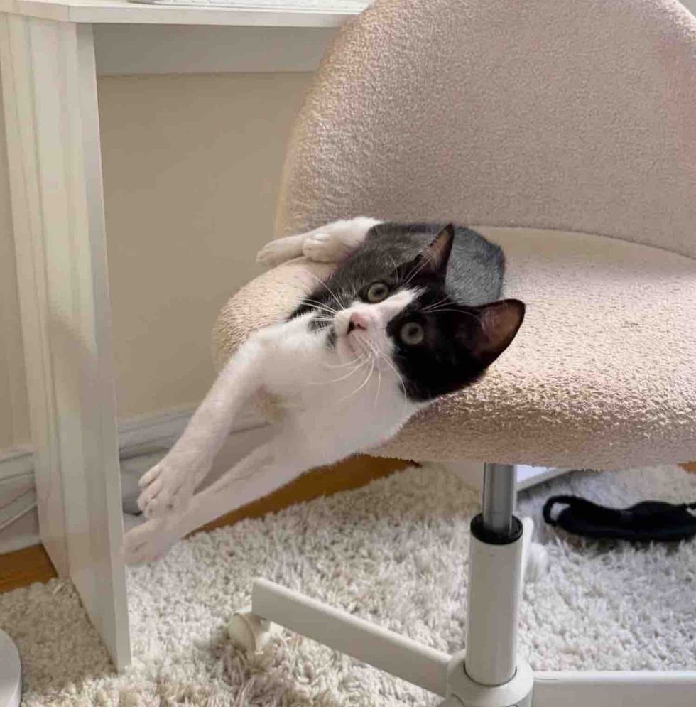 kitten takes over chair