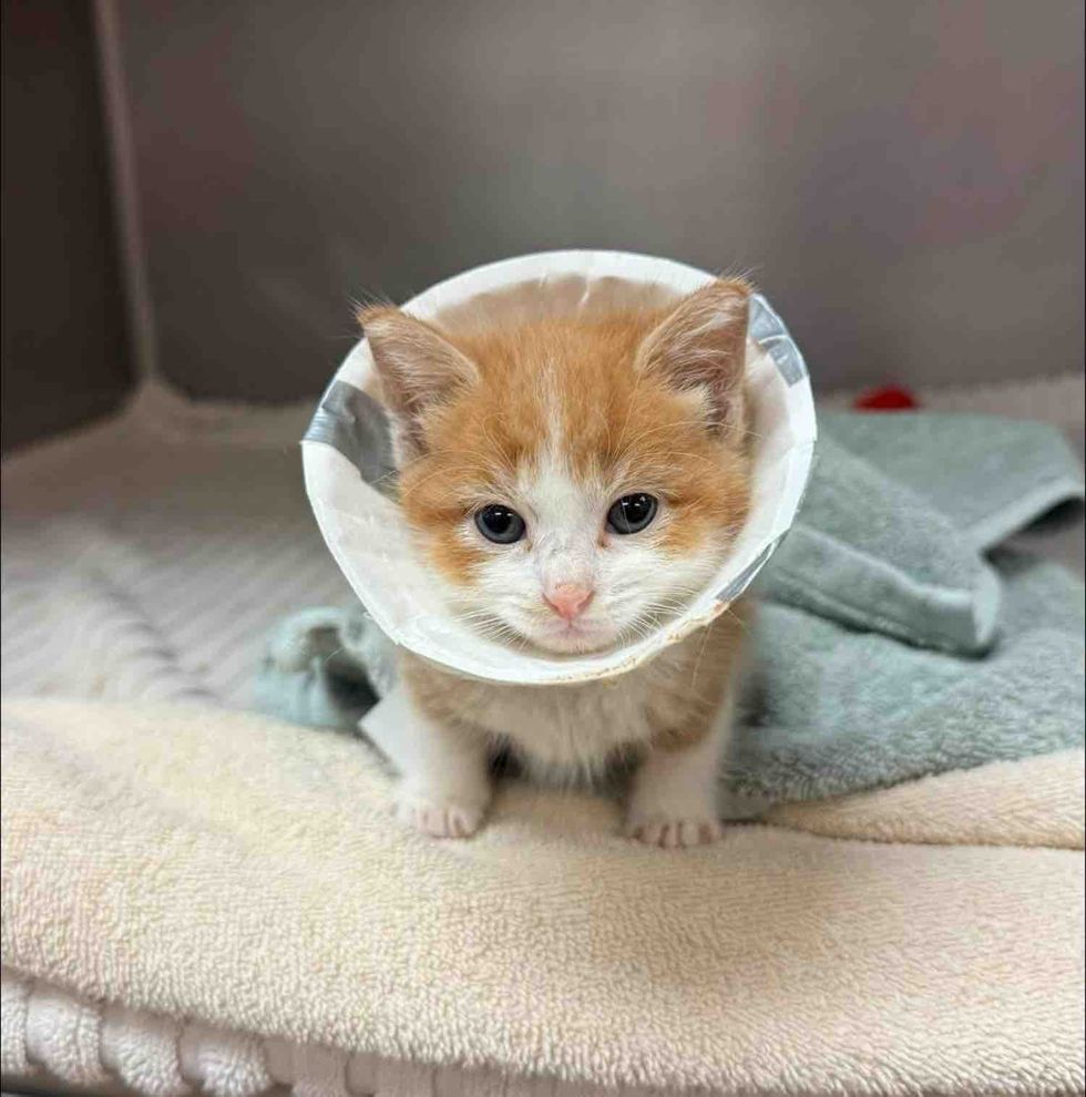 kitten tiny cone