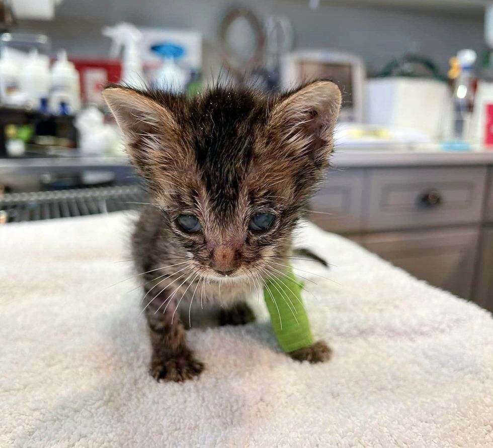 kitten tiny fighter