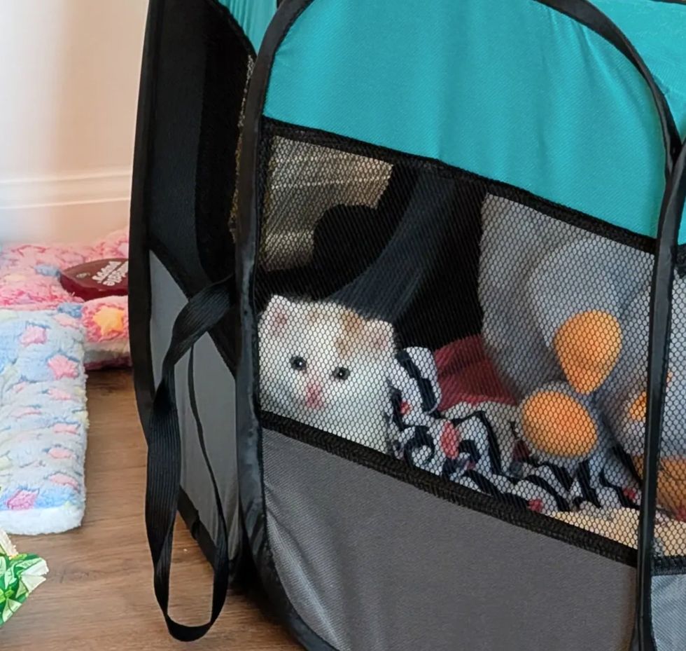kitten tiny fluffy