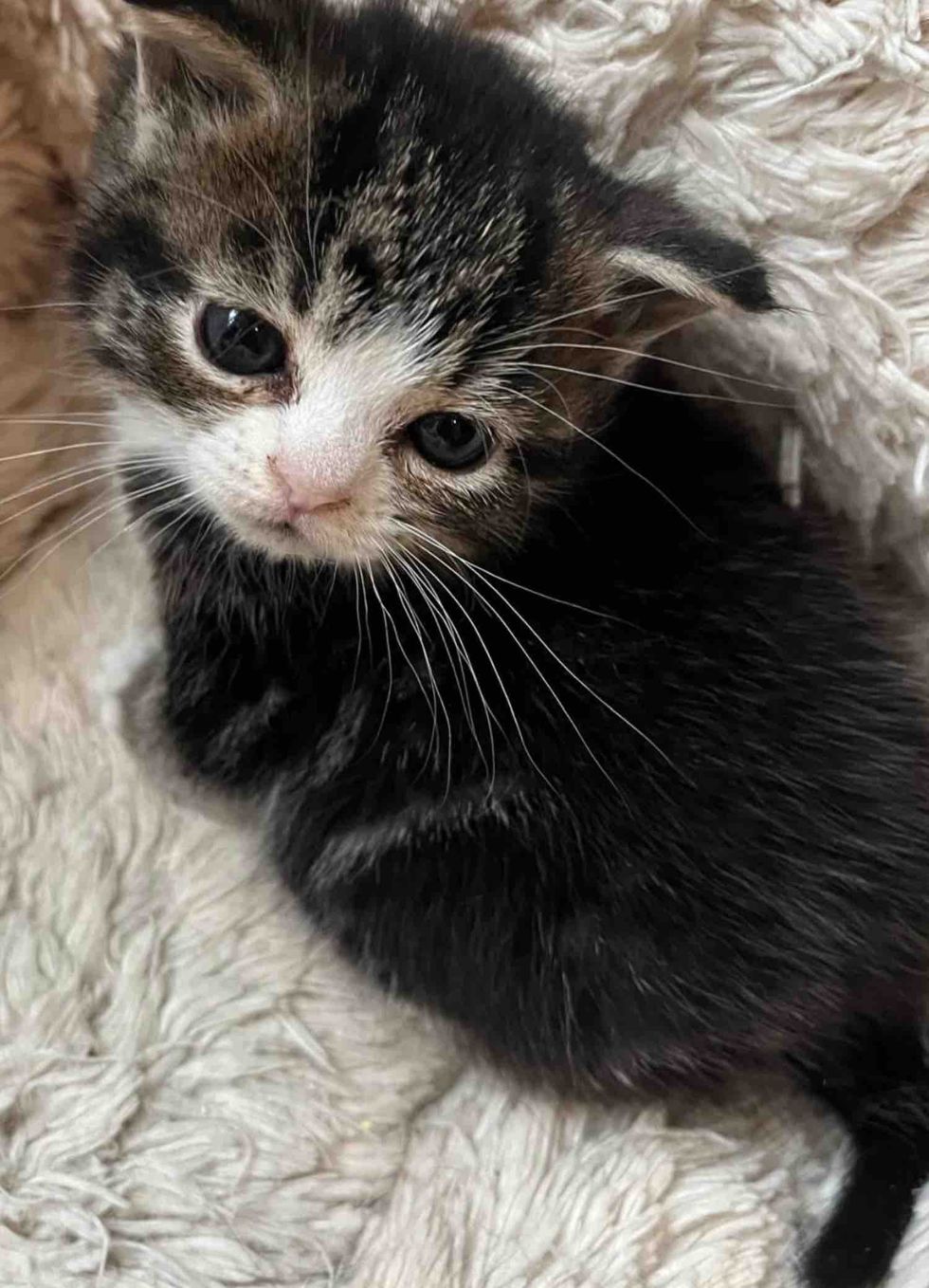 kitten tiny mighty