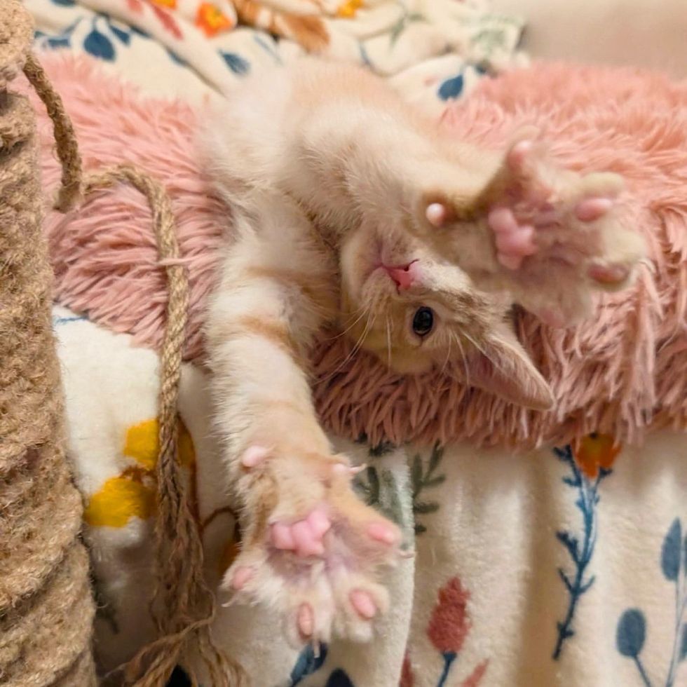 kitten toe beans stretching