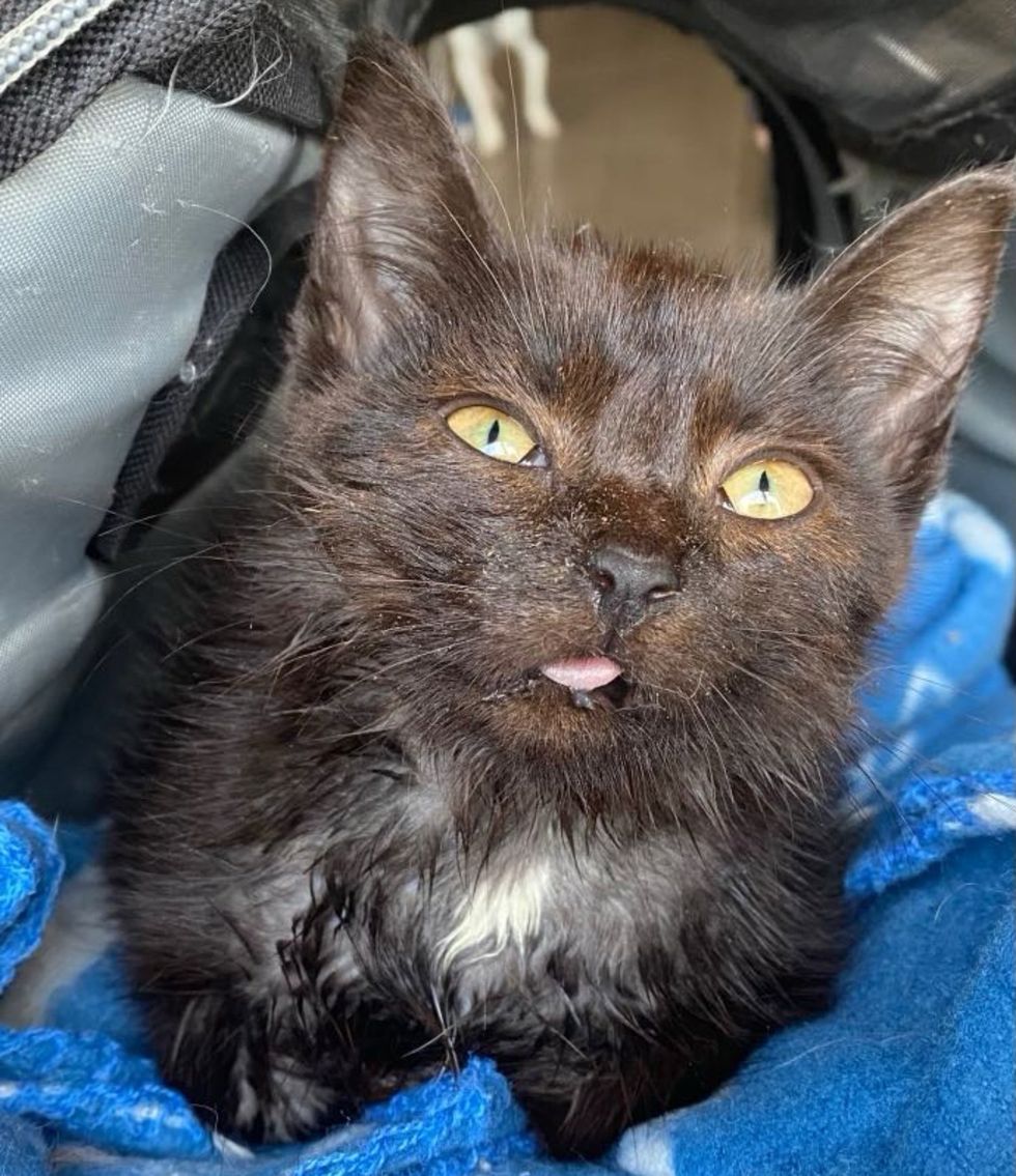 kitten tongue rescue