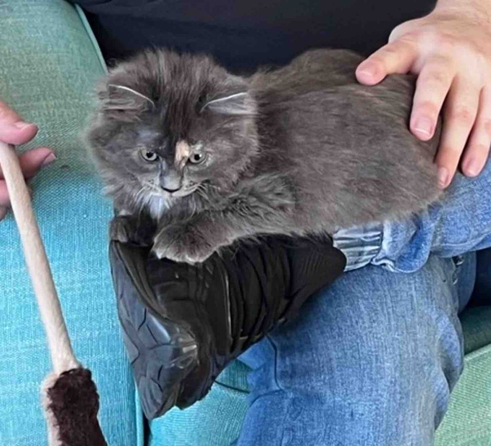 kitten tortie shoe