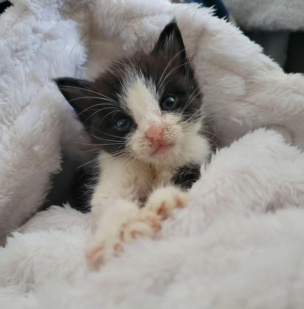 kitten tucked blankets