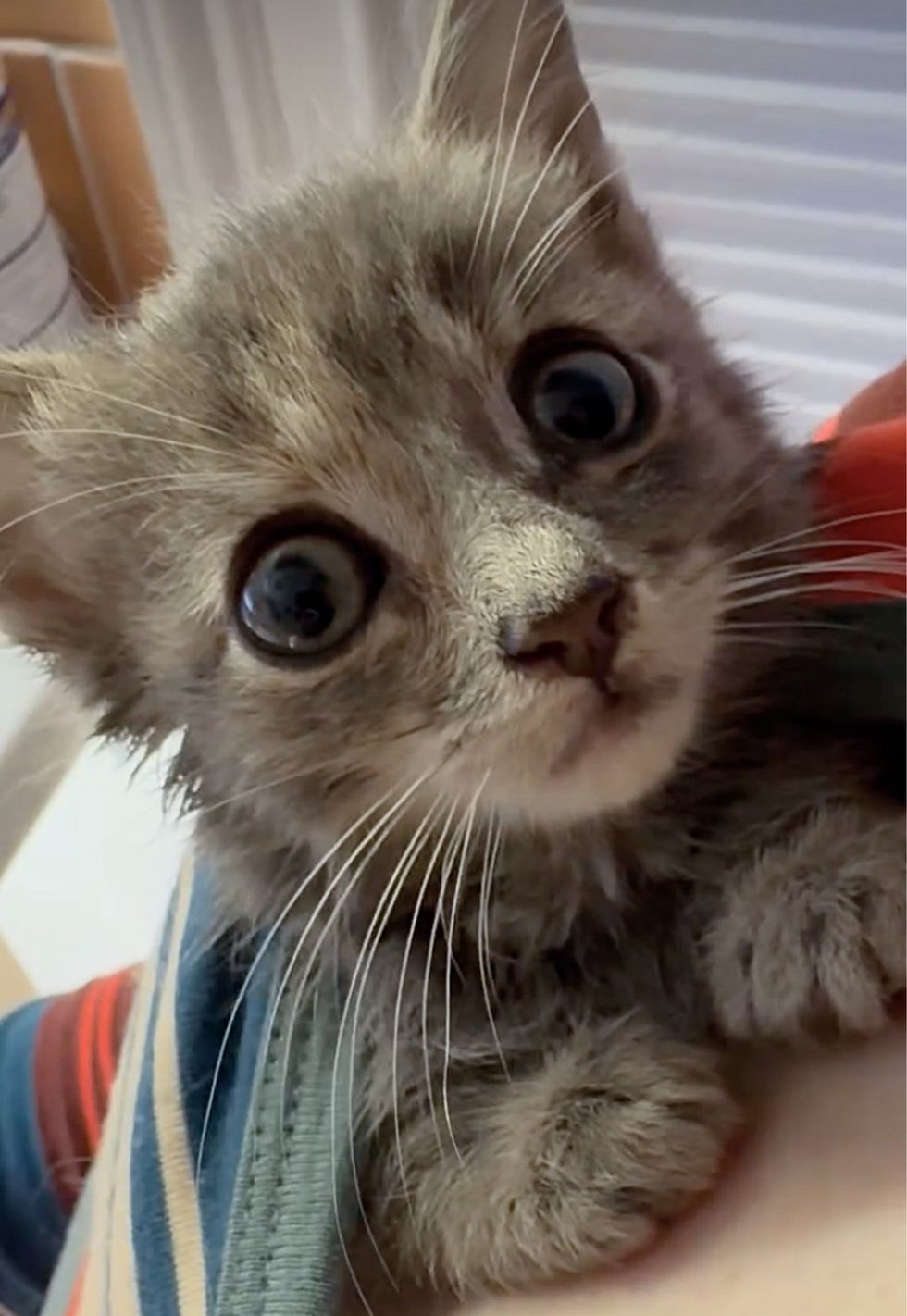 kitten tucked under shirt