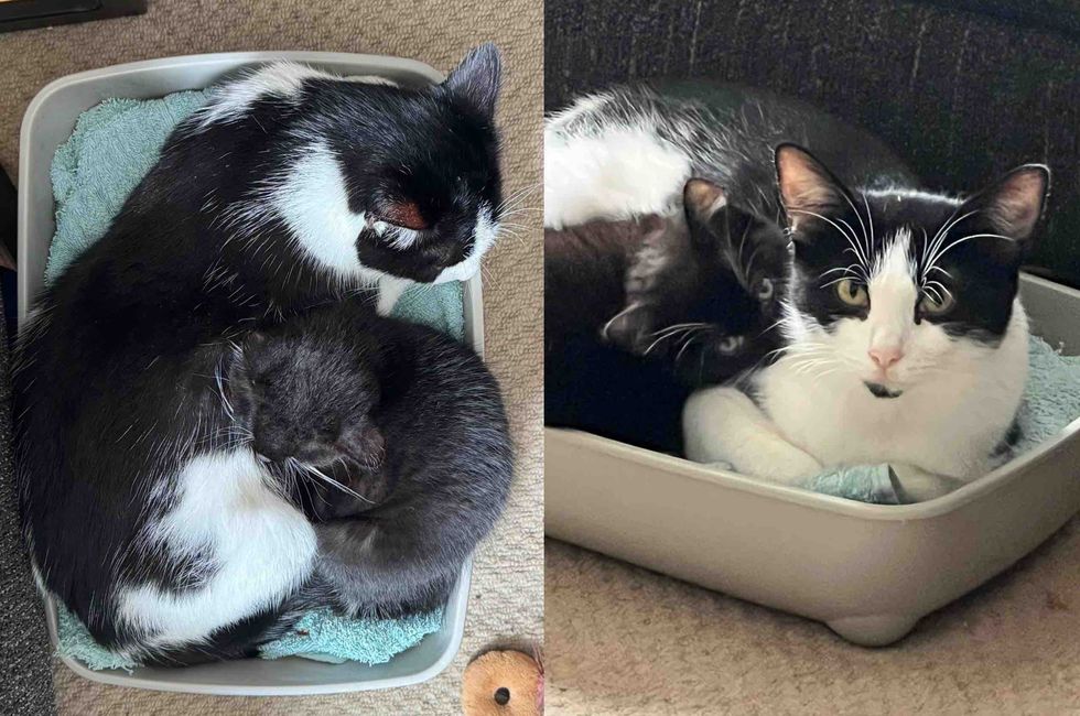 kitten tuxedo cat bonded