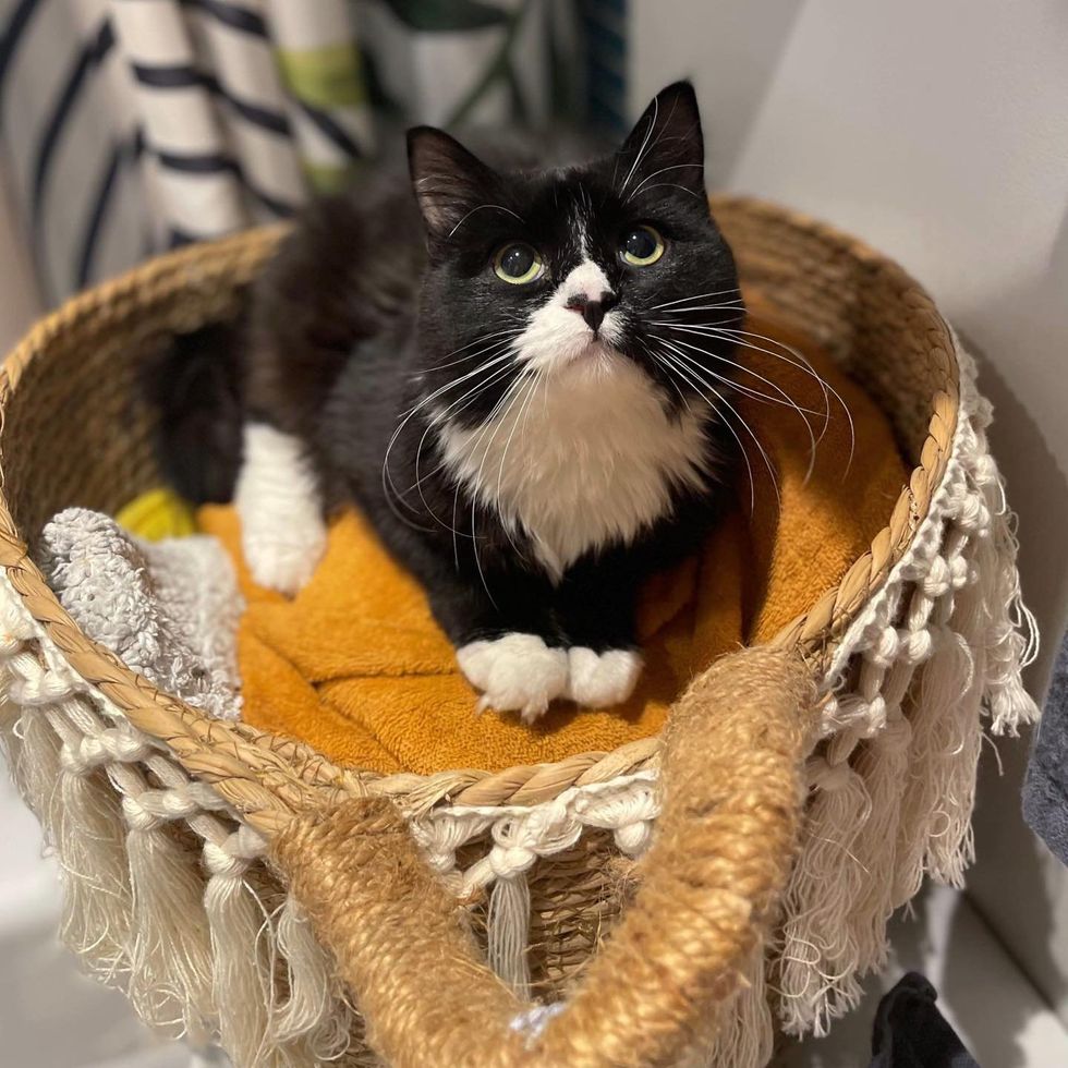 kitten tuxedo cat tree