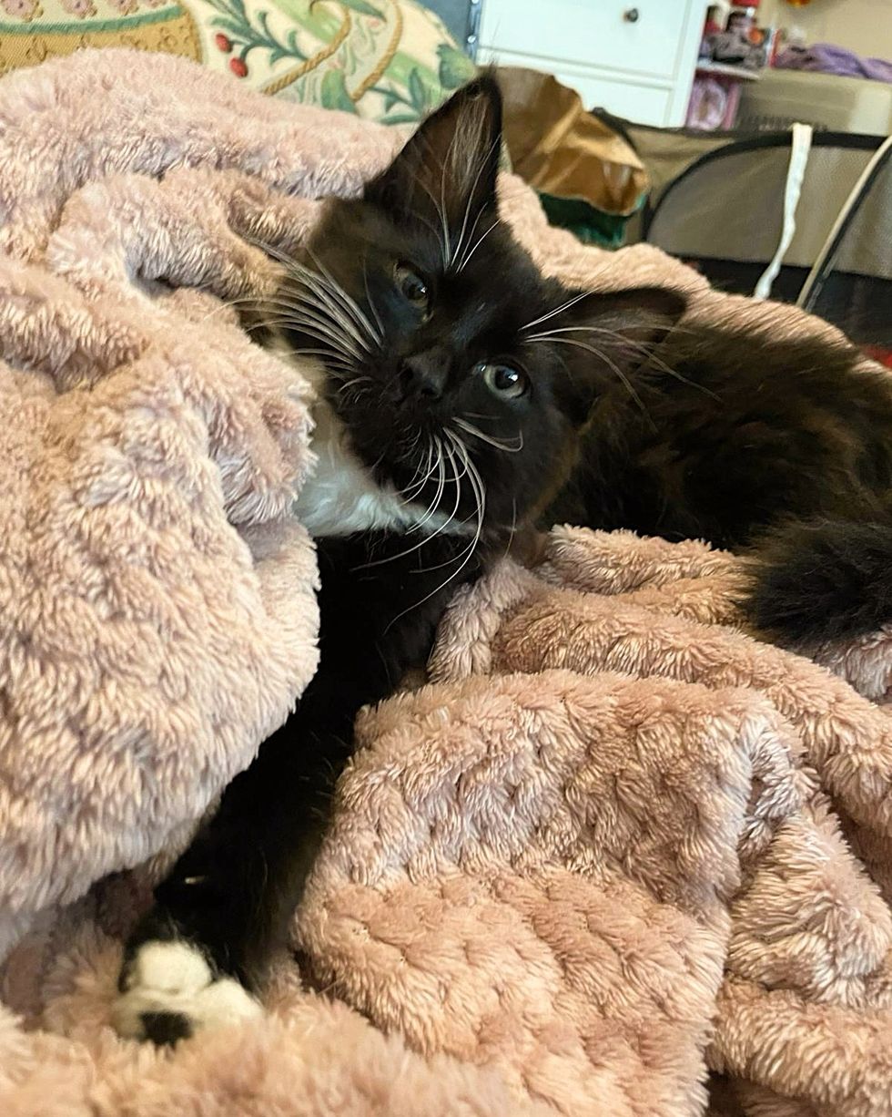 kitten tuxedo indoors