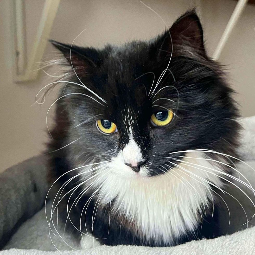 kitten tuxedo long whiskers