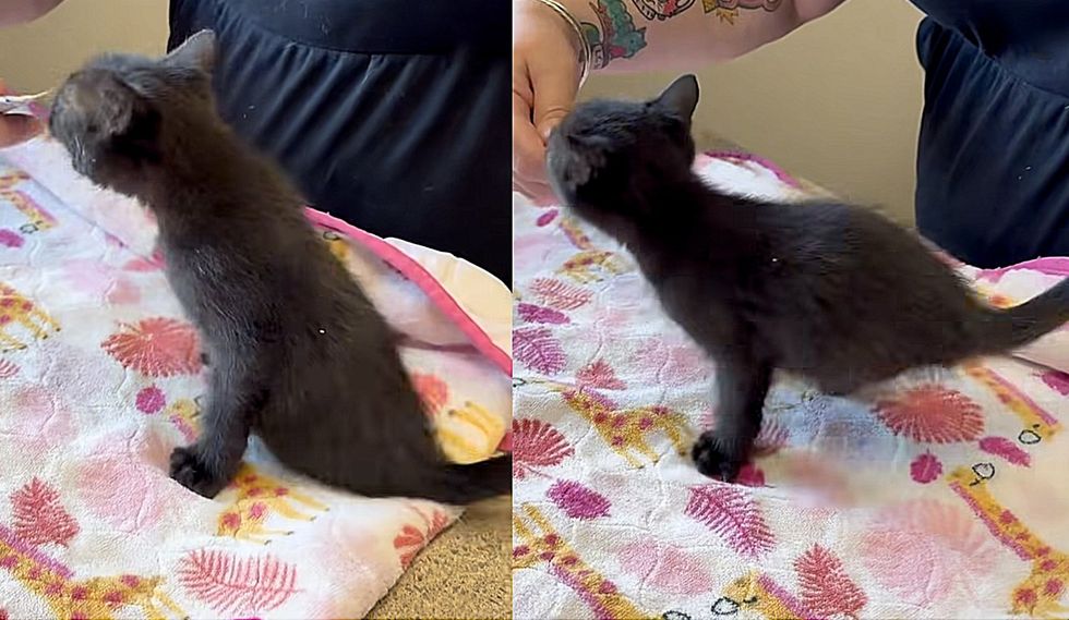 kitten two legged moving