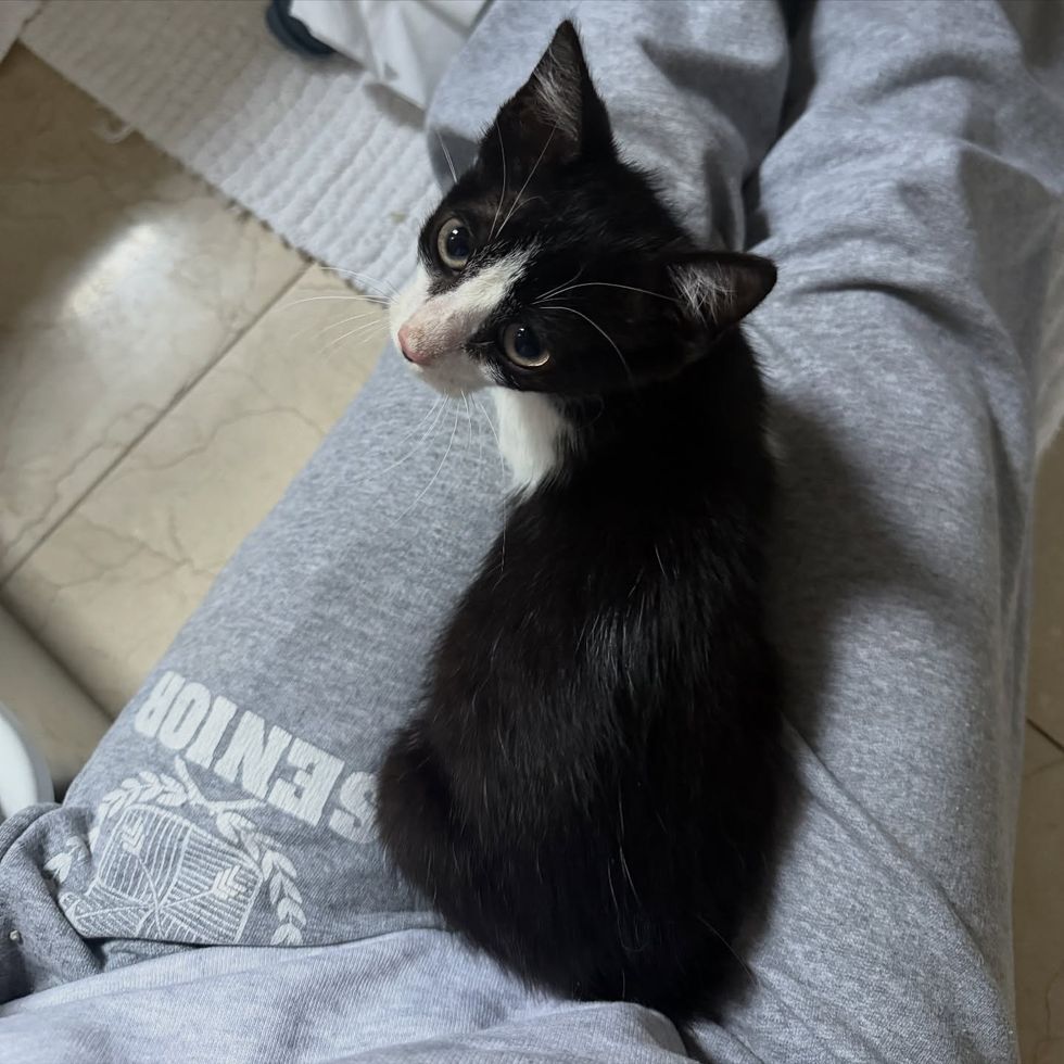 kitten warm cat lap