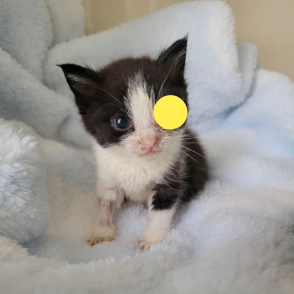 kitten warrior eye