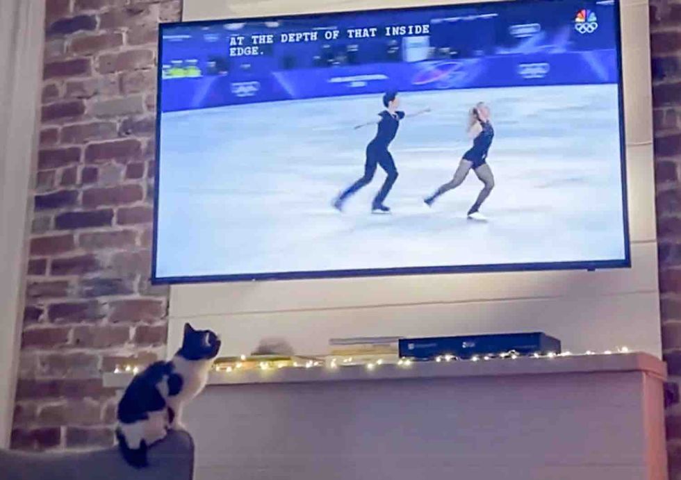 kitten watching ice skating