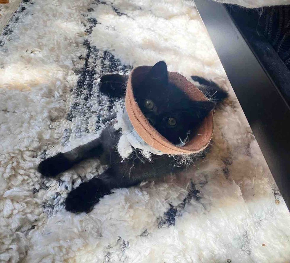 kitten wears cone