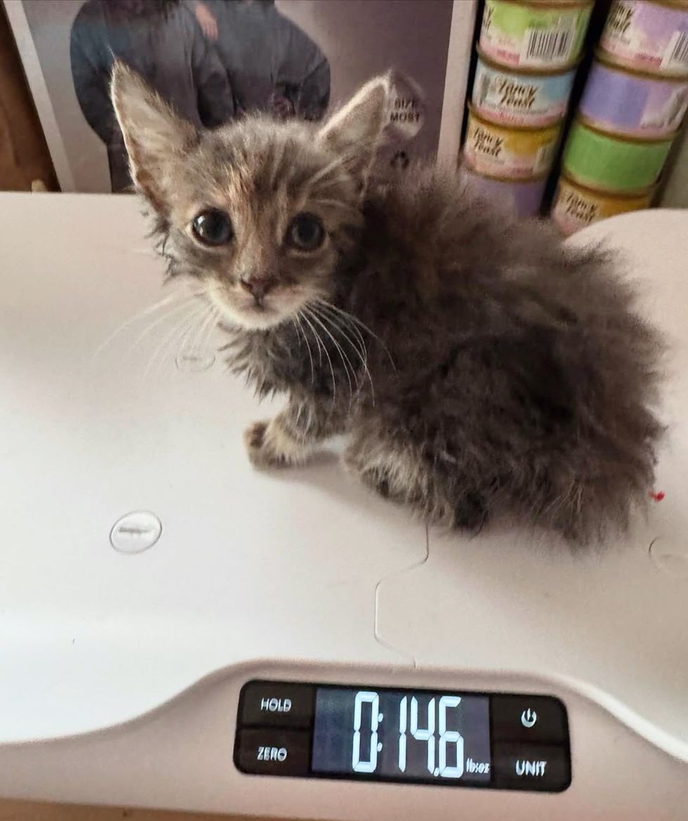 kitten weighing after bath