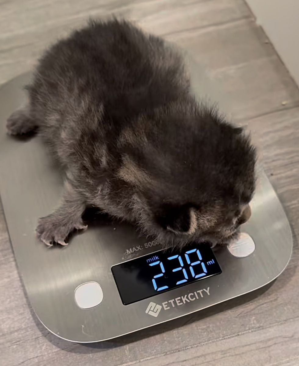 kitten weighing scale