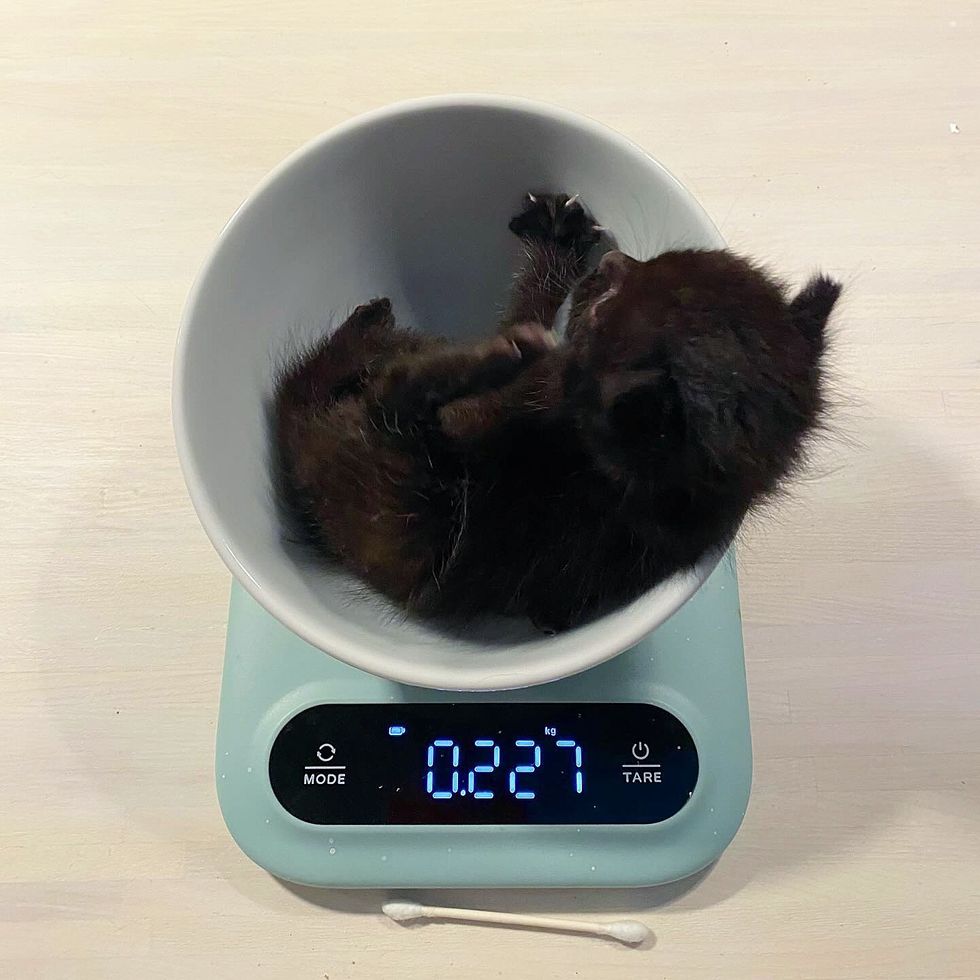 kitten weight scale tiny