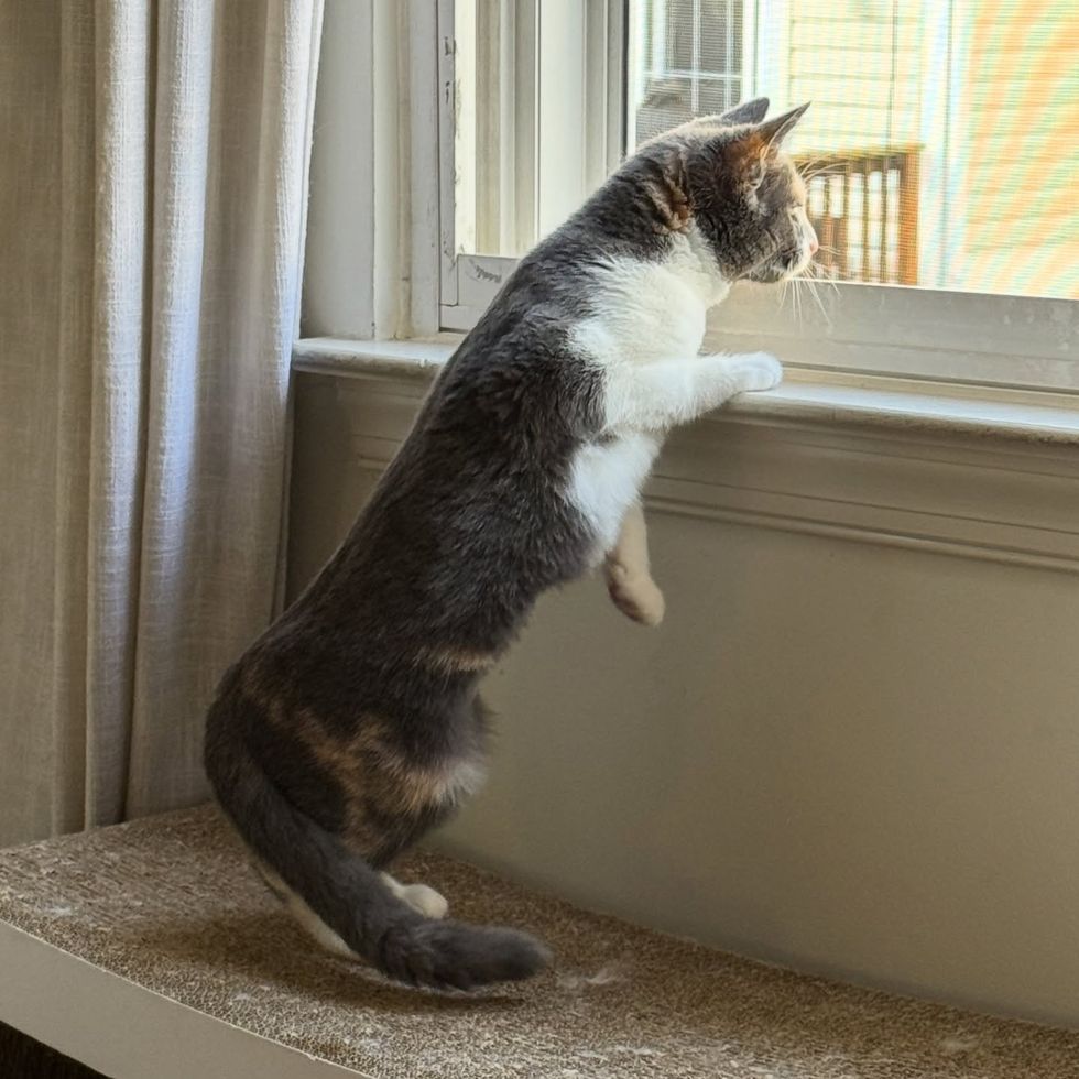 kitten window watching