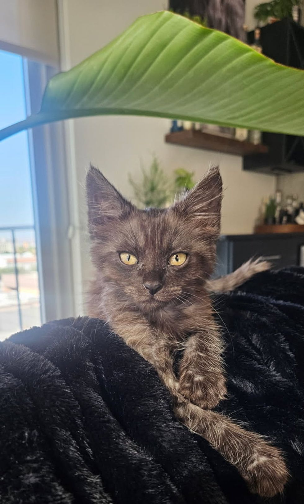 Kitten with an intense expression sitting under a large green leaf, on a black blanket.