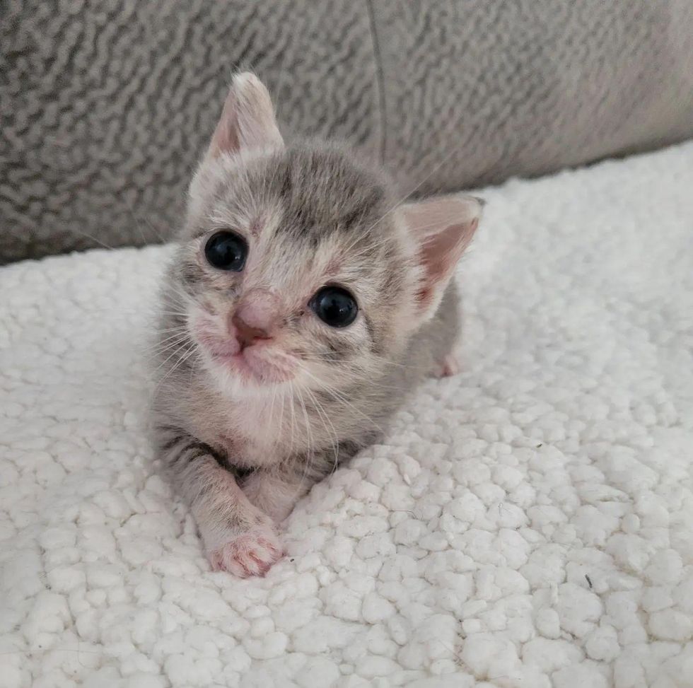 kitten with big eyes