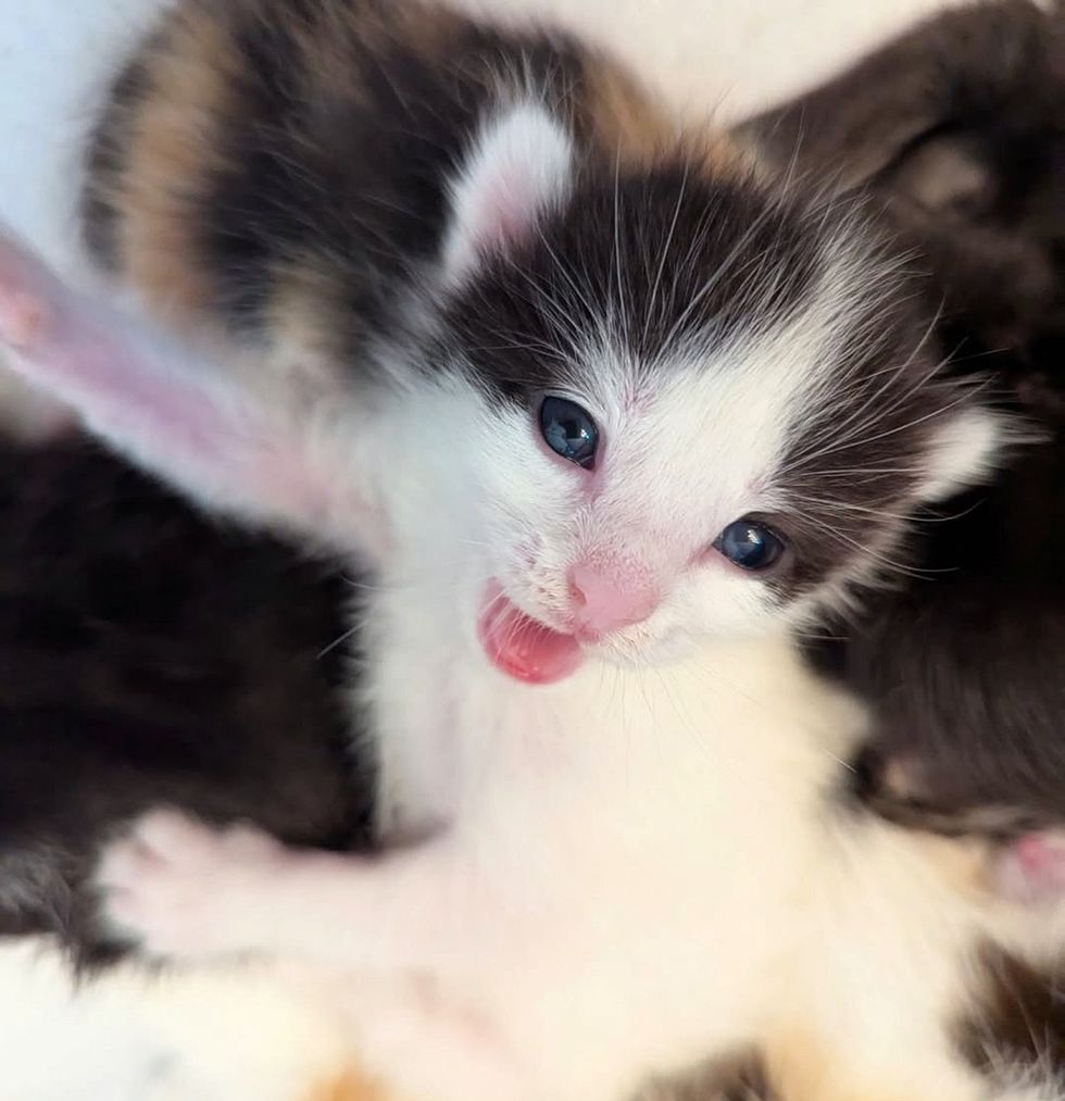 kitten with big voice