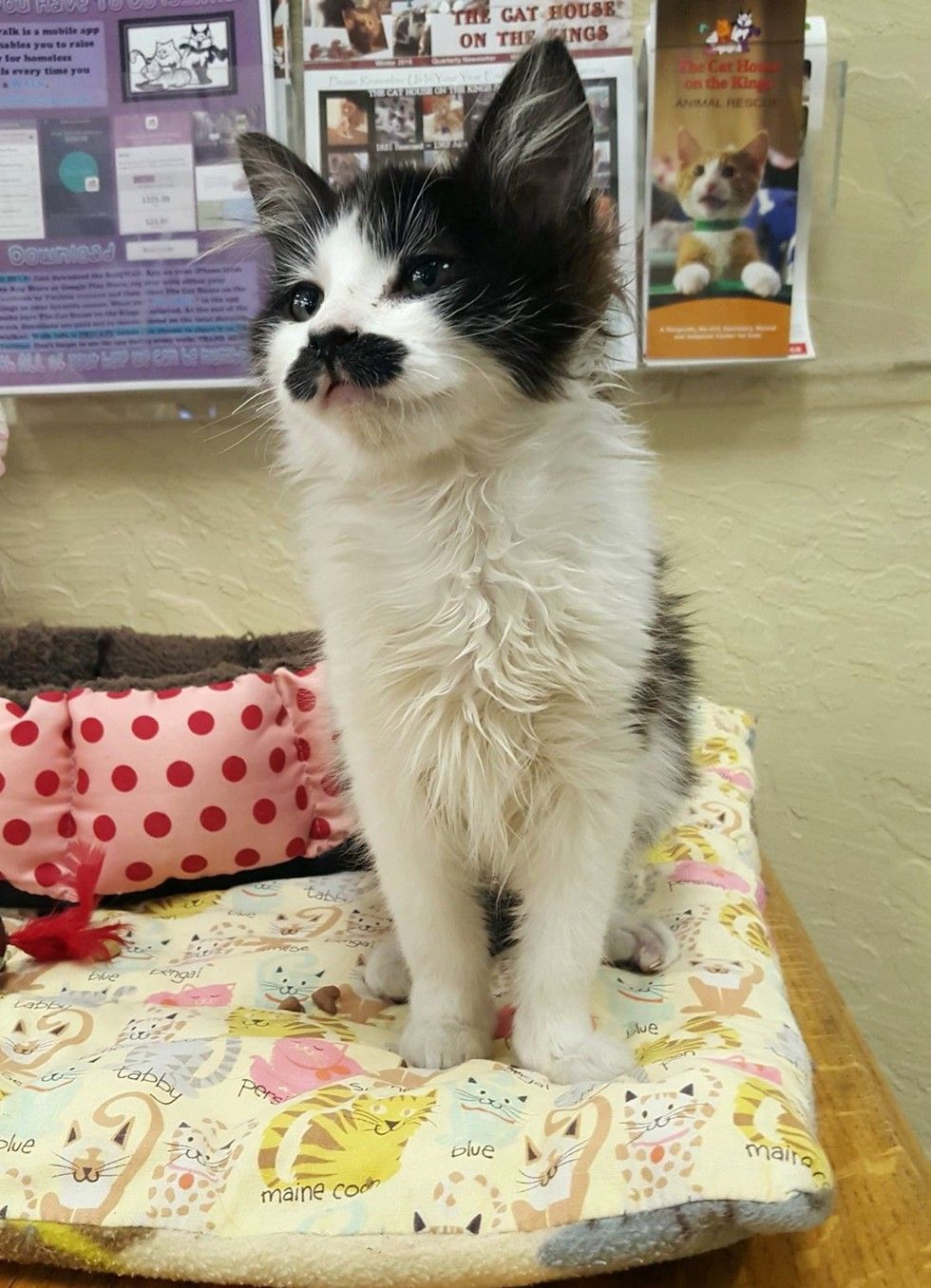 kitten with perfect mustache found at drop-box salvation army