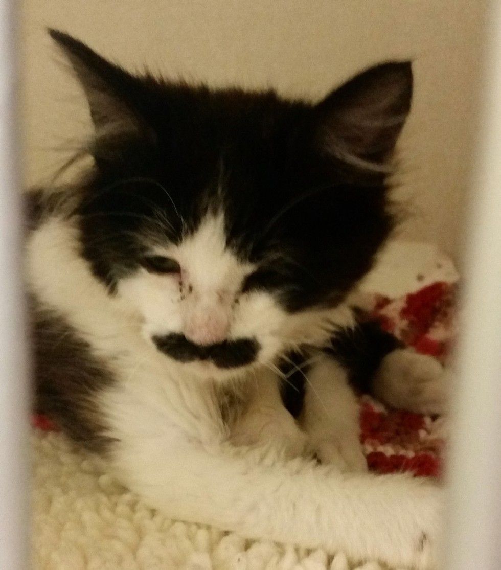 kitten with perfect mustache found at drop-box salvation army