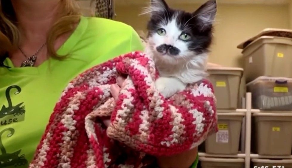 kitten with perfect mustache found at drop-box salvation army