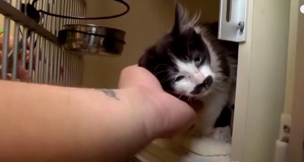 kitten with perfect mustache found at drop-box salvation army