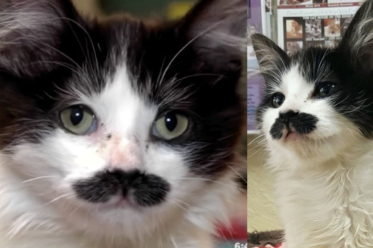 kitten with perfect mustache found at drop-box salvation army