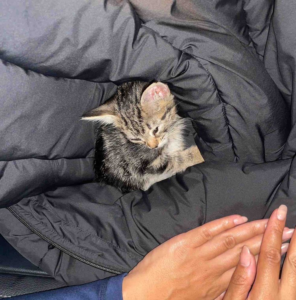 kitten wrapped coat