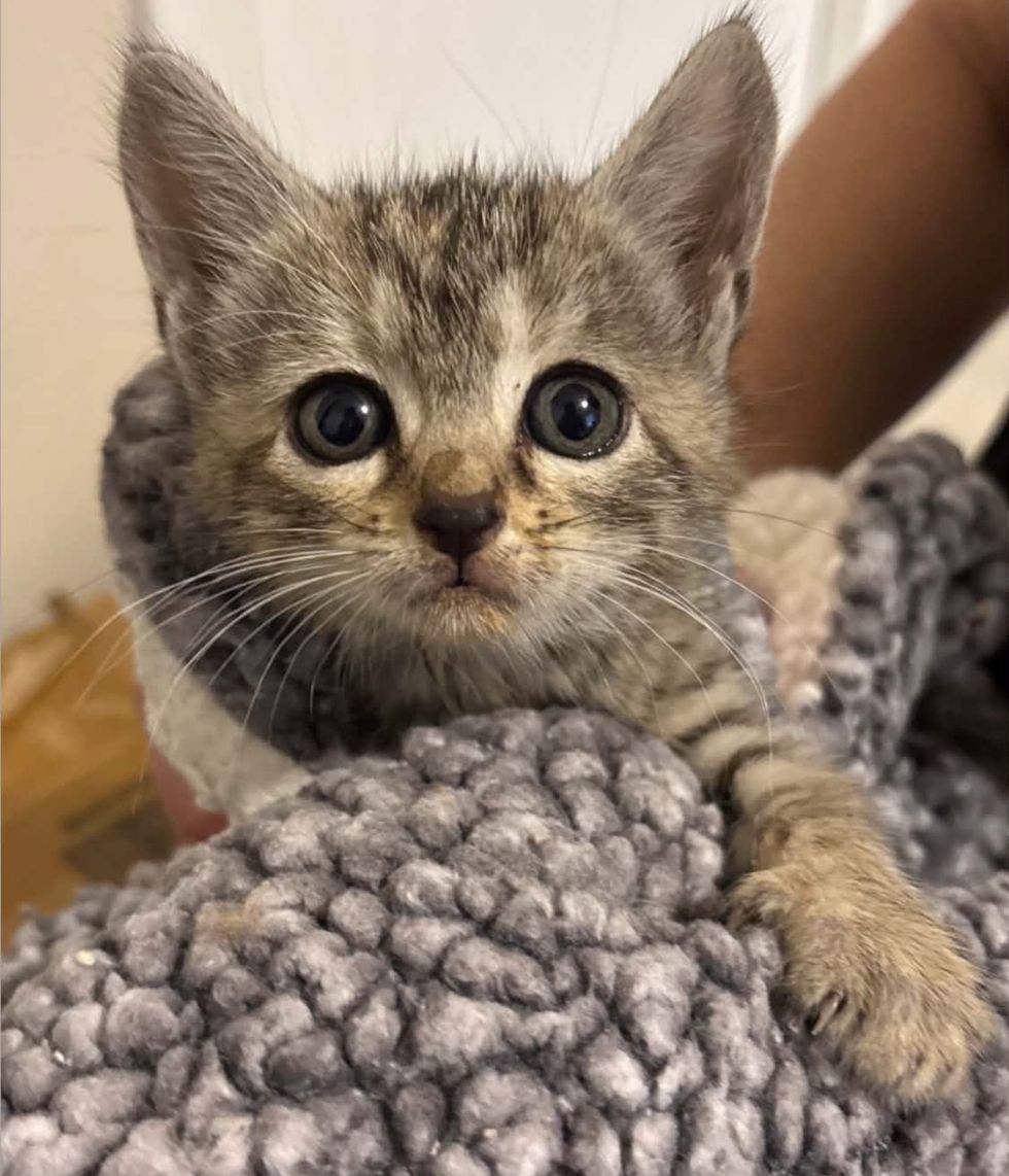 kitten wrapped in blanket looking at camera