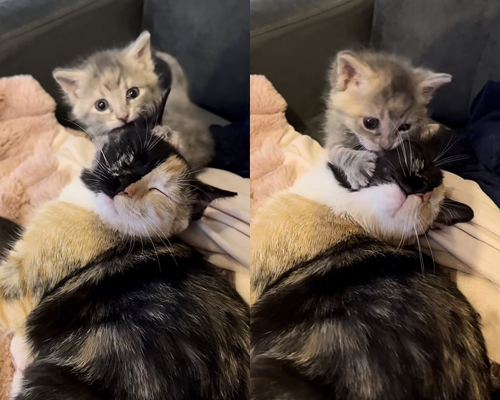 kitten wrestles calico cat